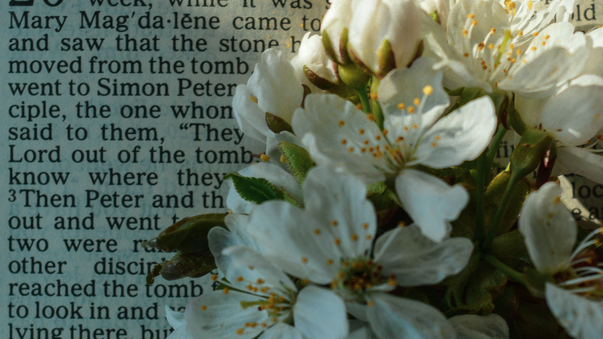 God's Son Risen